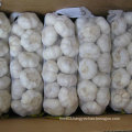 Reliable Supplier for Pure White Garlic (5.5cm and up)